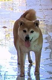 Stupenda femmina Shiba Inu Cessione gratuita