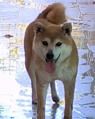 Stupenda femmina Shiba Inu Cessione gratuita