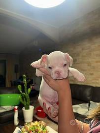 Bulldog francese