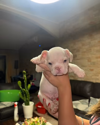 Bulldog francese