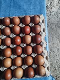 Galline