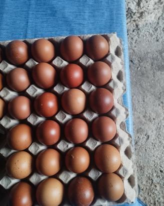 Galline