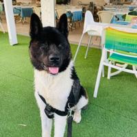 Akita Americano per monta