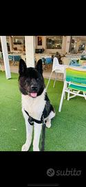 Akita Americano per monta