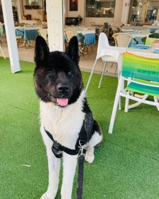 Akita Americano per monta