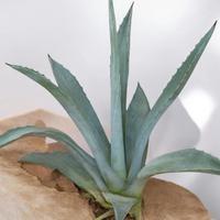 Agave
