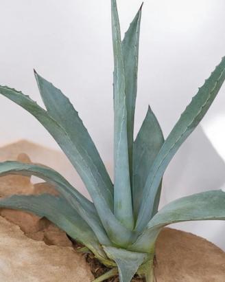 Agave