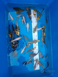 Carpe koi