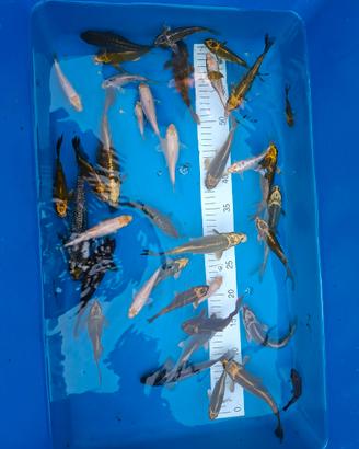 Carpe koi