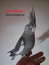 calopsite femm. allevata a mano