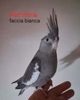 calopsite femm. allevata a mano
