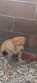Labrador
