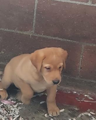 Labrador