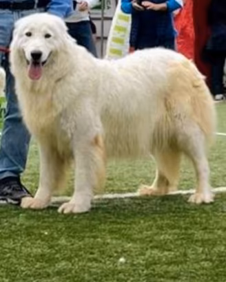 Cuccioli di Pastore Abruzzese Maremmano