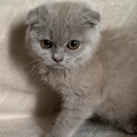 Cuccioli scottish fold e straight