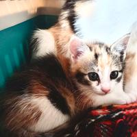 Gattine affettuose