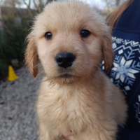 Golden retriever cuccioli