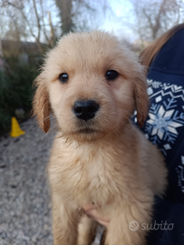 Golden retriever cuccioli