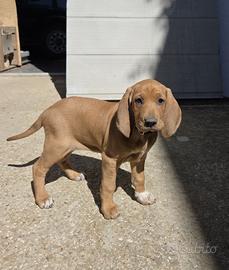 Cucciola Segugio Italiano