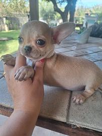 Cucciolo di chihuahua