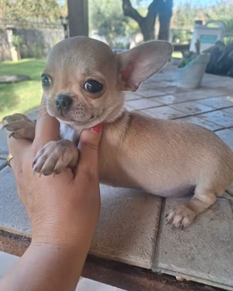 Cucciolo di chihuahua