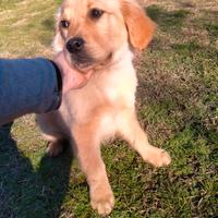 Golden retriever inglese pronti alla consegna