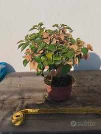 Bonsai di Bouganvillae nuovo