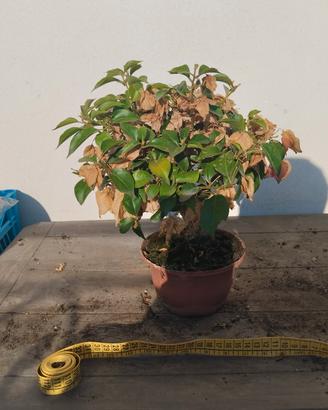 Bonsai di Bouganvillae nuovo