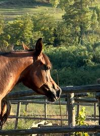 Cavallo arabo
