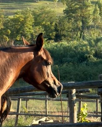Cavallo arabo
