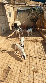 Cuccioli di mix