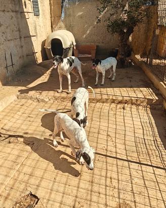 Cuccioli di mix