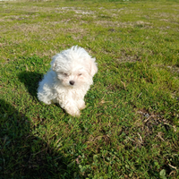 Allevamento di maltese