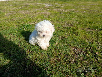 Allevamento di maltese