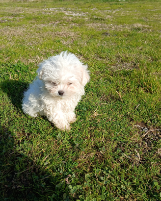 Allevamento di maltese