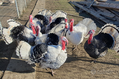 Tacchini nostrani adulti di 11 mesi