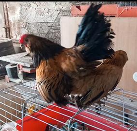 Galline barbuta d'anversa