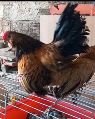 Galline barbuta d'anversa