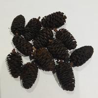 Pigne di Ontano Nero