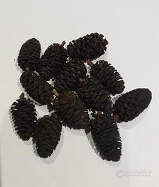 Pigne di Ontano Nero