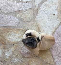 Bulldog francese per veri amanti