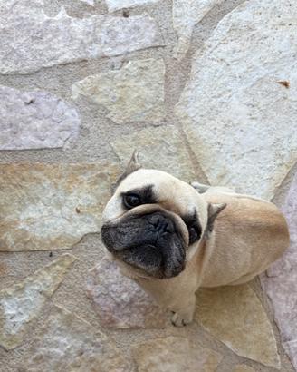 Bulldog francese per veri amanti