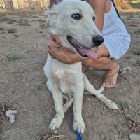 Ciccio