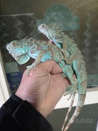 Iguane Blu