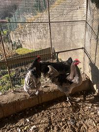 Gallo australorp