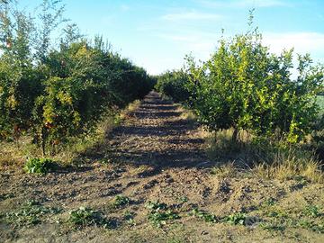 Terreno frutteto