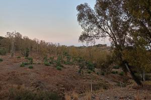 Vendita terreno agricolo Bruzzano Zeffirio R.C