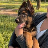 Cuccioli di pastore tedesco