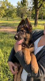 Cuccioli di pastore tedesco