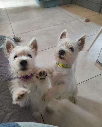 Cucciolo West Highland White Terrier